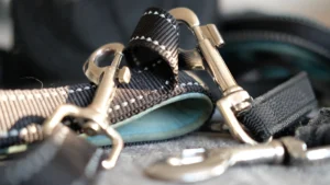 Diversi modelli di guinzaglio per cani che uso