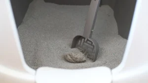 La miglior lettiera agglomerante antiodore online per gatti è su Amazon