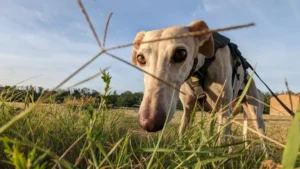 Igor al Parco Alto Milanese