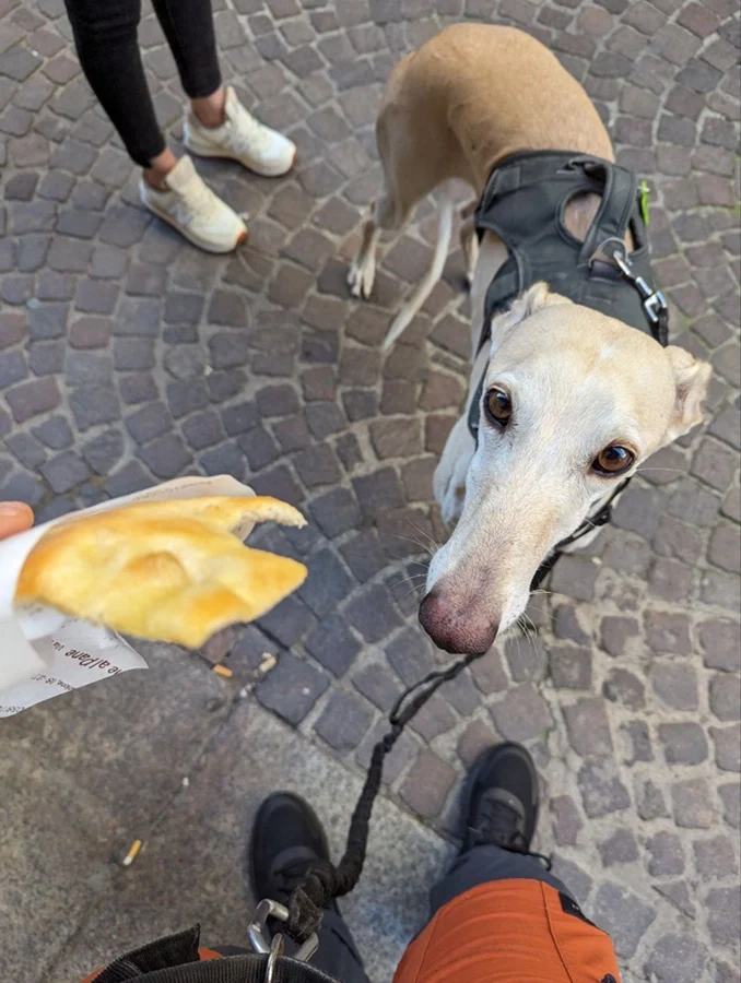 Igor che vuole un pezzo di focaccia a Vigevano