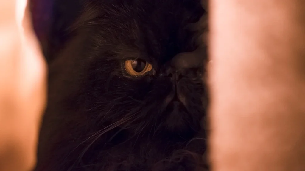 come curare cistite gatto