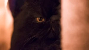 come curare cistite gatto