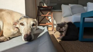 cane su brandina per cani da esterno amazonbasics