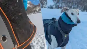 dove dormire in alpe devero con gli animali