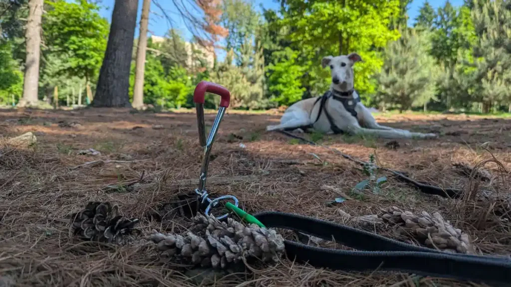 legare il cane all'aperto con picchetto a trivella trixie
