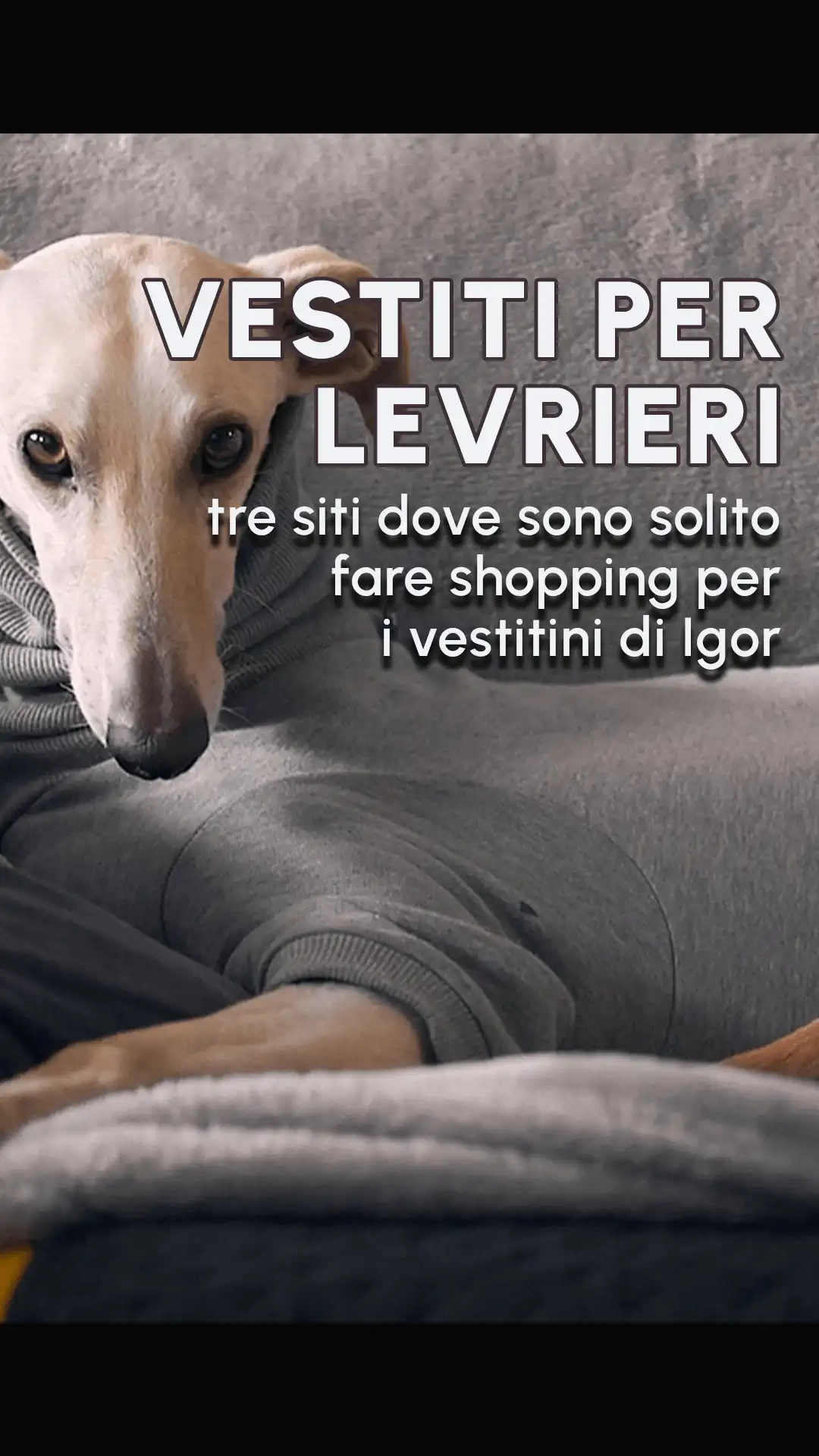 ecommerce vestiti per levrieri