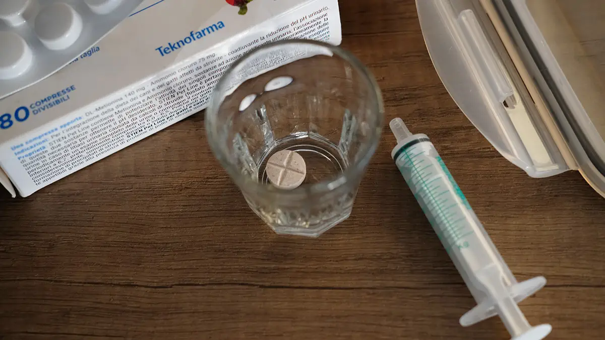 come dare lo stien al gatto