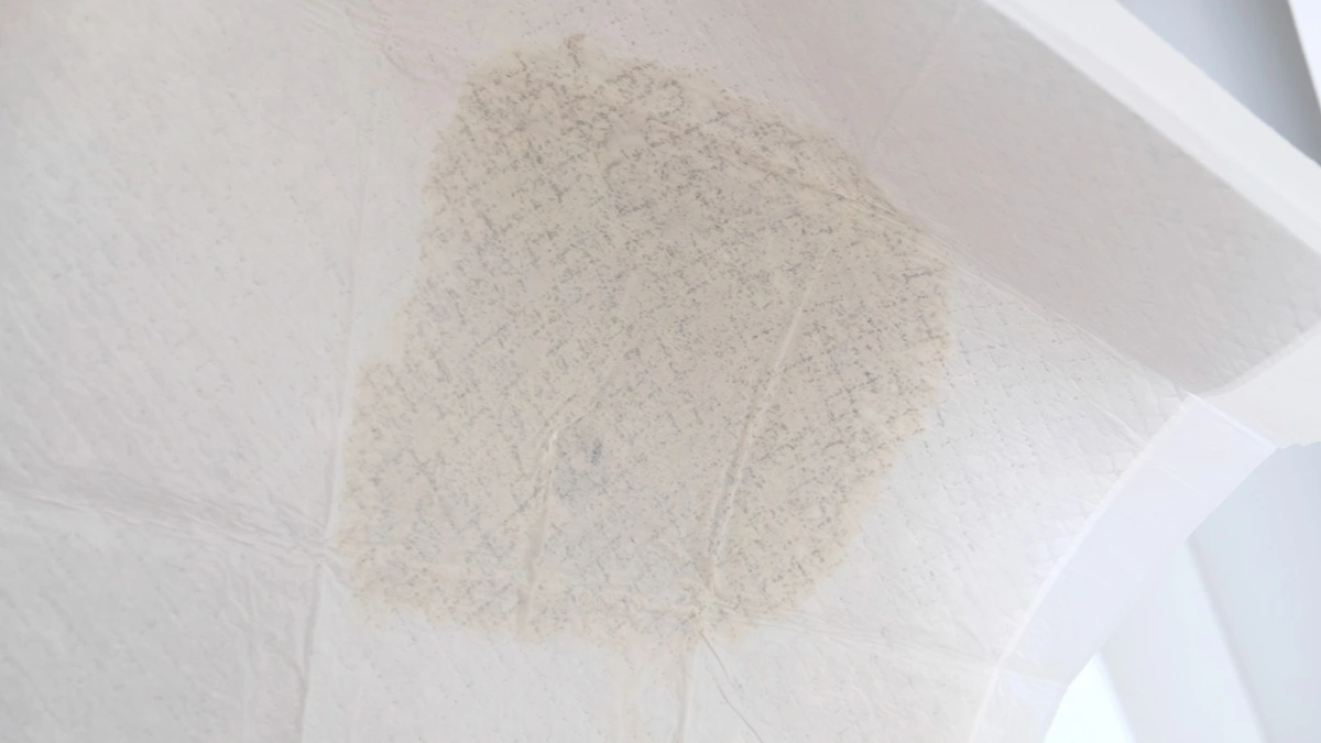 come fare pipì in casa su traversina cane